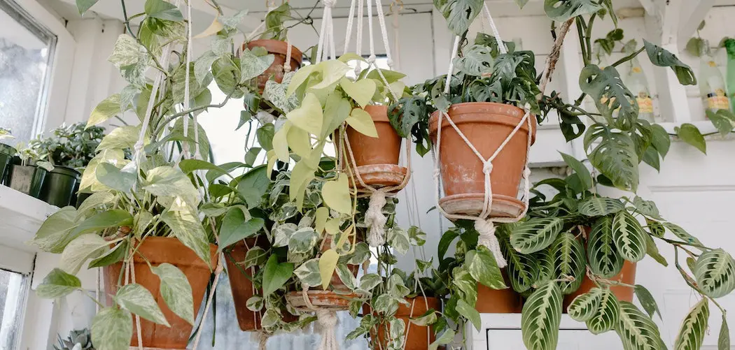 inúmeras plantas em vasos suspensos