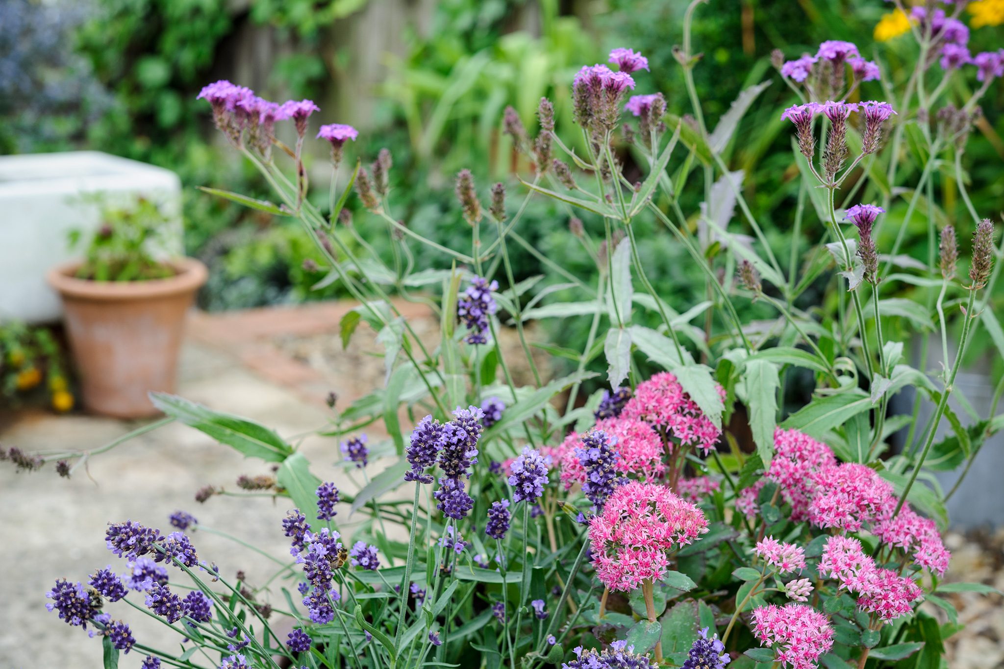 jardim com várias flores