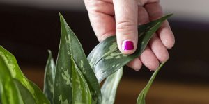 mão tocando folha de planta