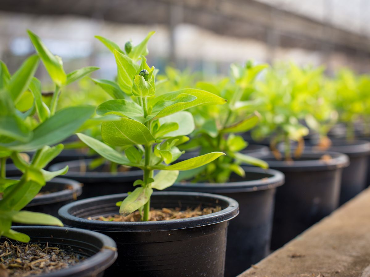 mudas de plantas em vasos de plástico preto