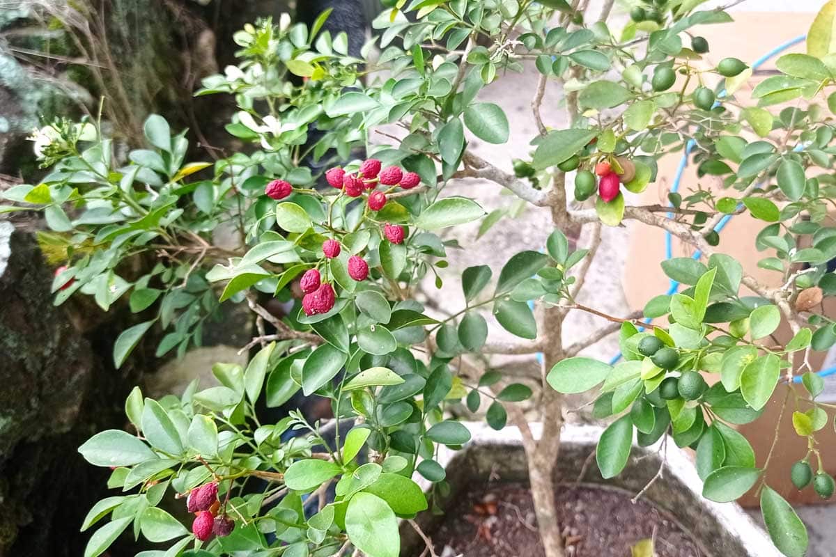 pé de café em vaso no jardim