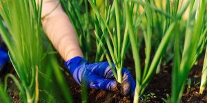 pessoa plantando pés de cebolinha