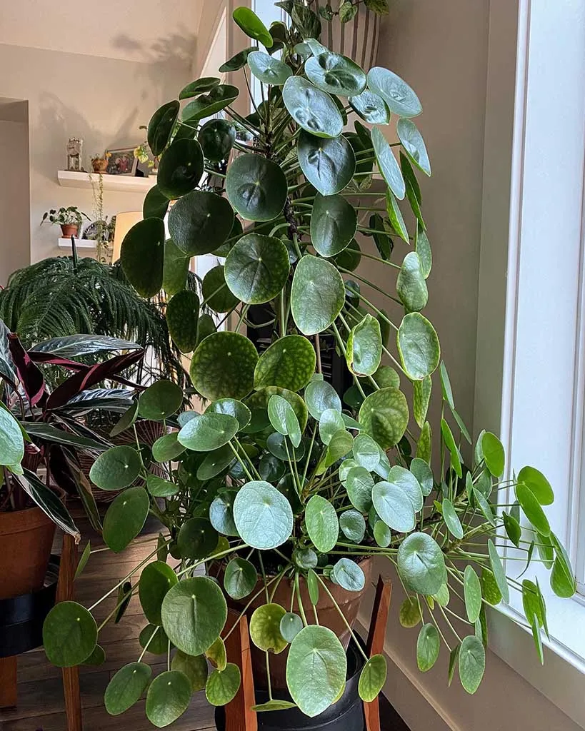 pilea peperomioides bem crescida