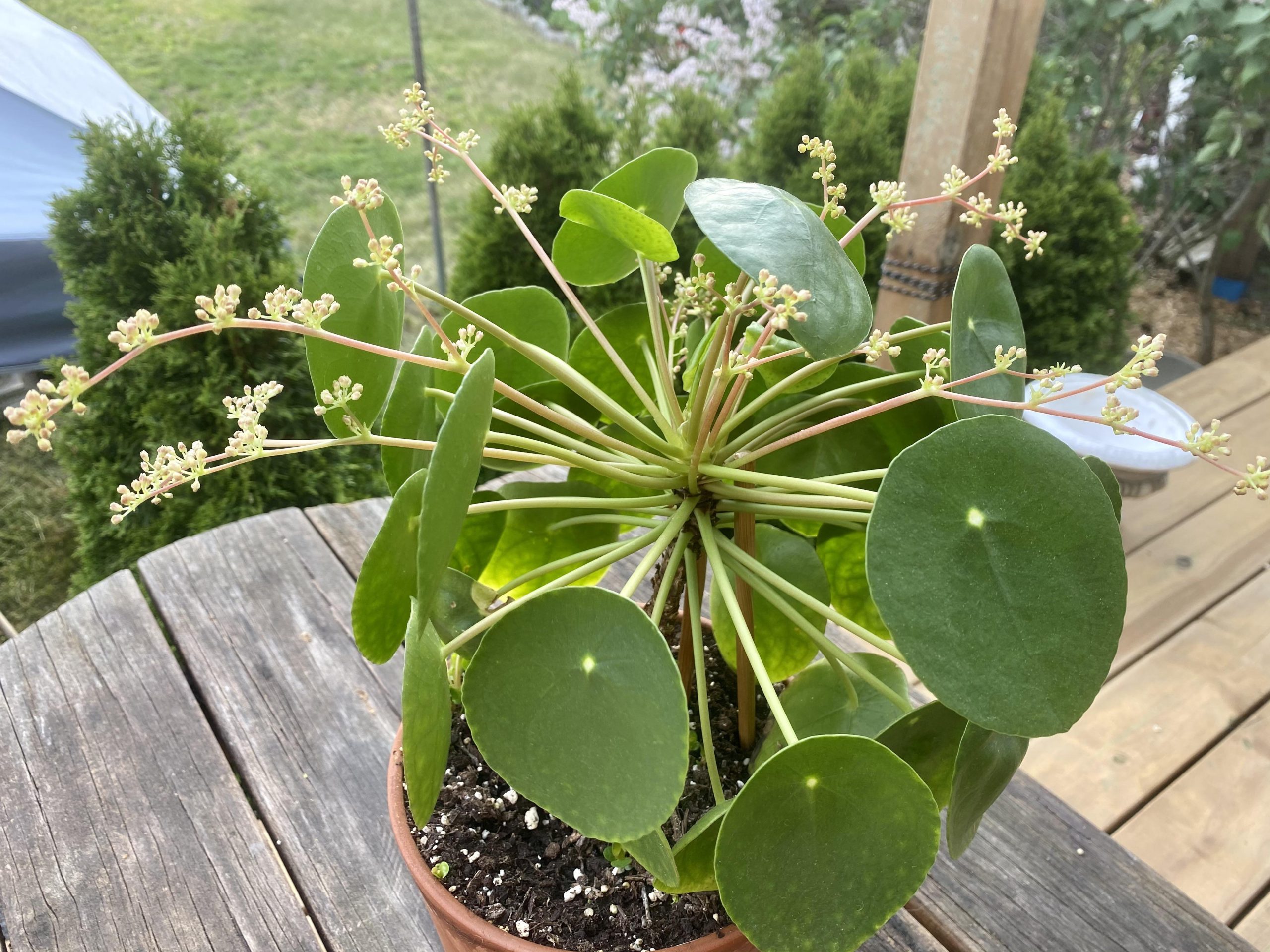 pilea peperomioides com flores