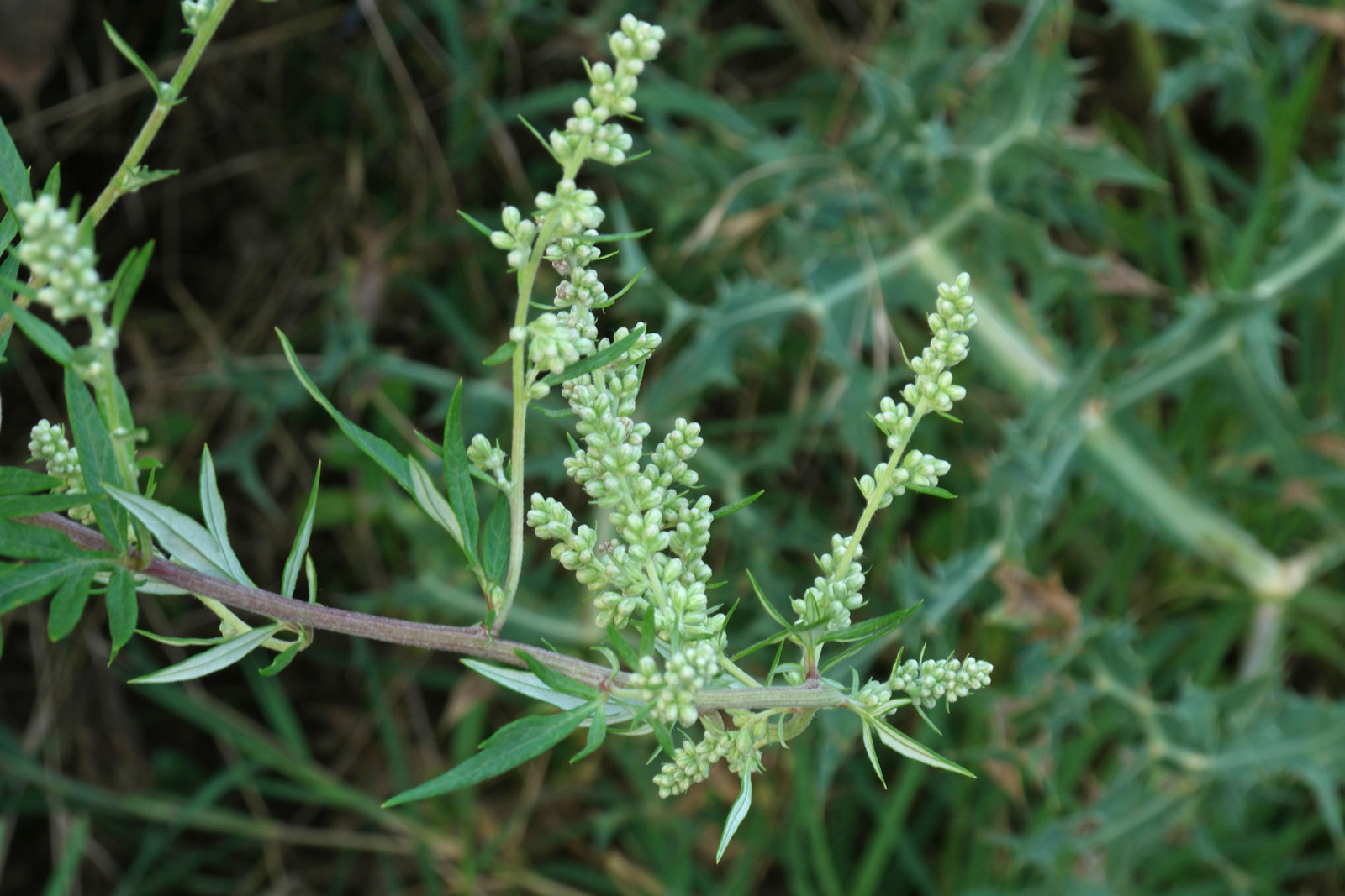 planta artemísia