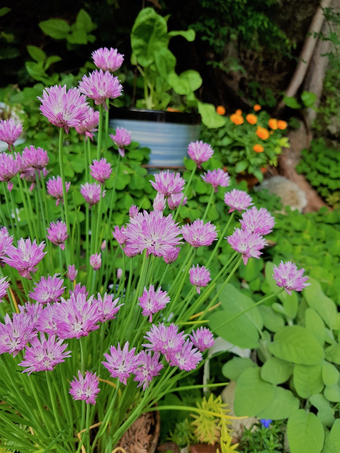 plantas para jardim terapêutico