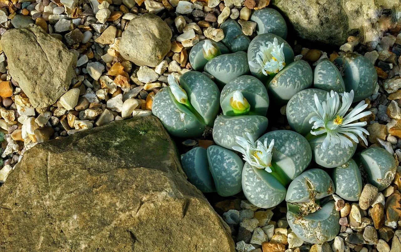 suculenta planta-pedra