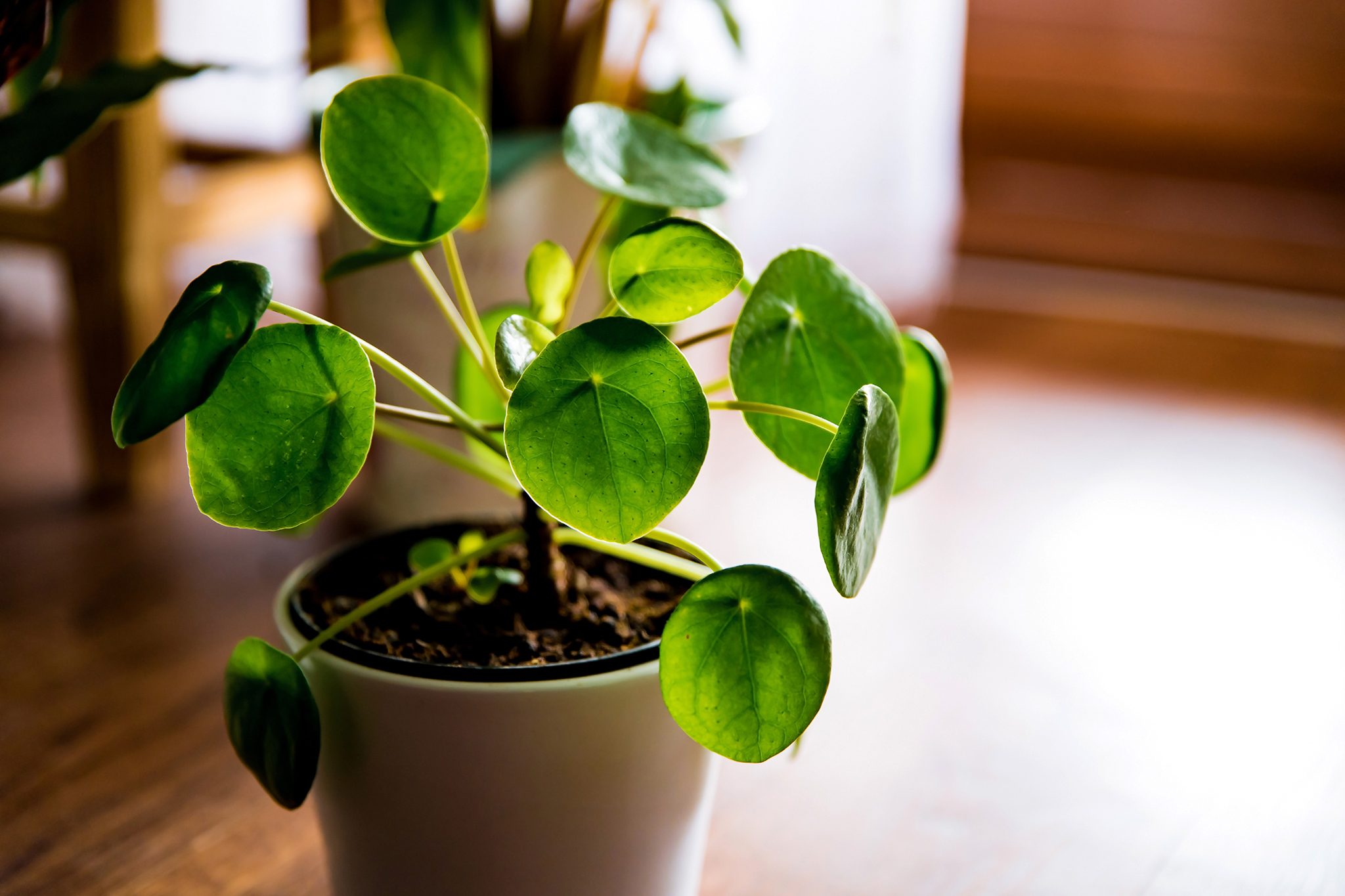 vaso com pilea peperomioides