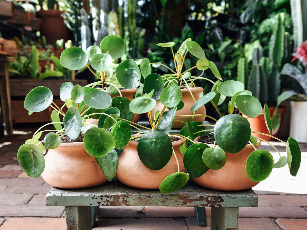 vasos com pilea peperomioides