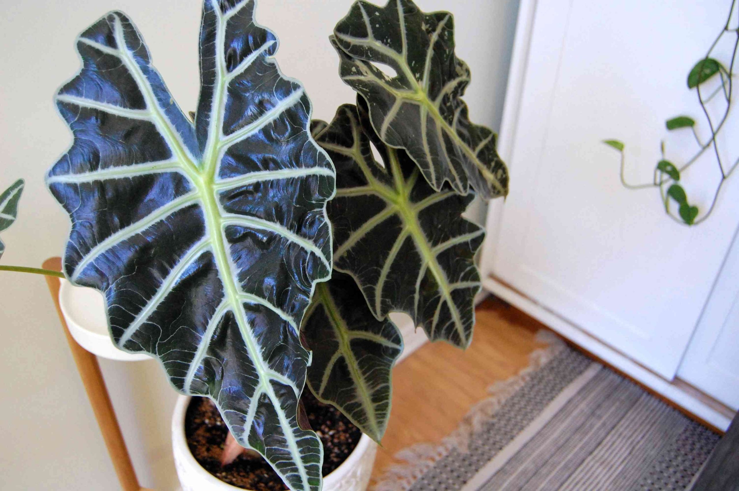 Alocasia Amazonica ‘Polly’