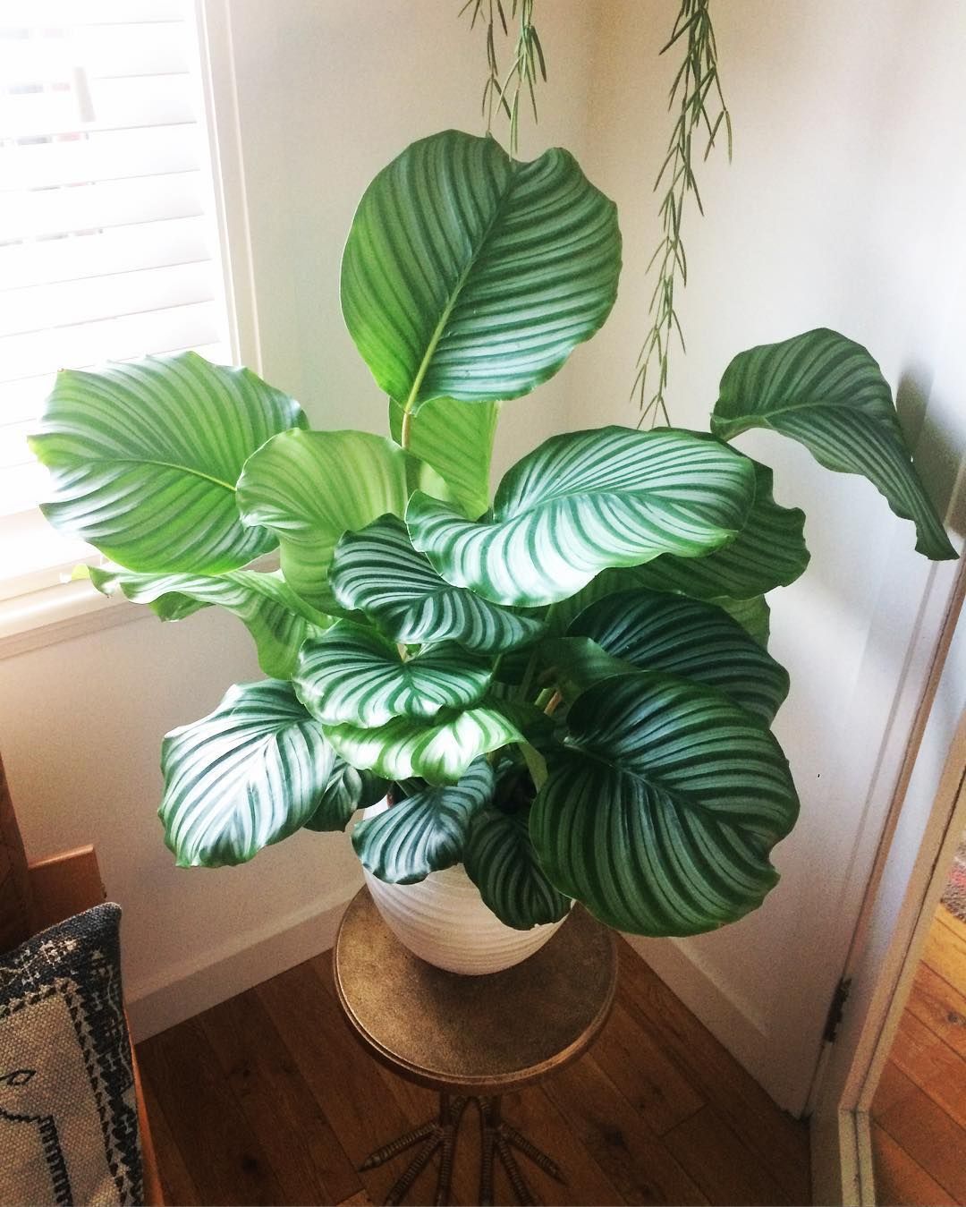 Calathea orbifolia