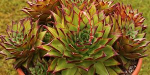 Red Echeveria Agavoides Lipstick