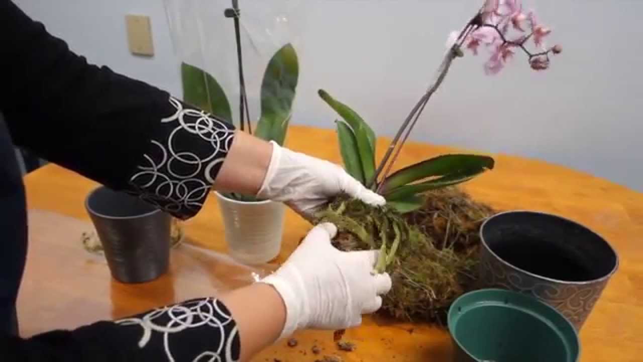 Salvar orquídea