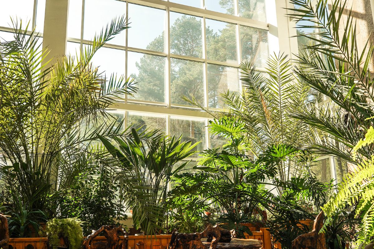 Tenha um jardim de inverno na sala com estas dicas inspiradoras (e sem gastar muito)