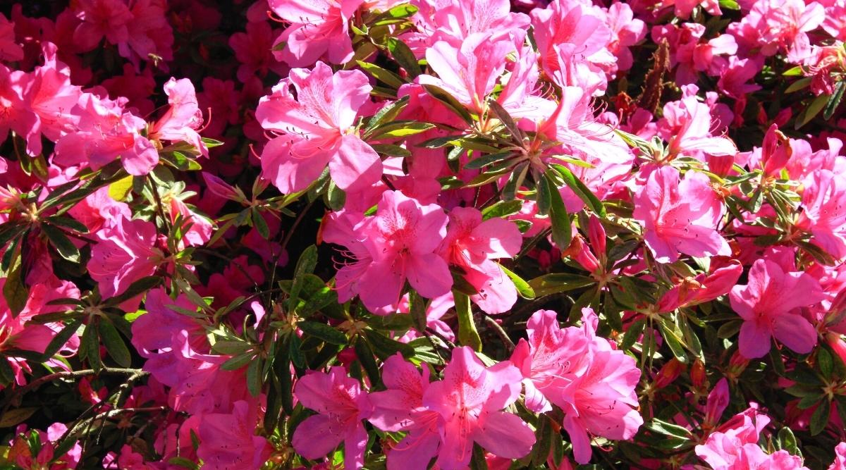 azaleias cor-de-rosa