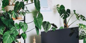 espaço ao redor da TV decorado com plantas