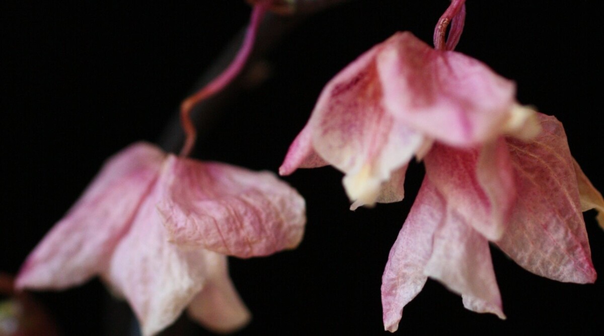 flores de orquídea secando