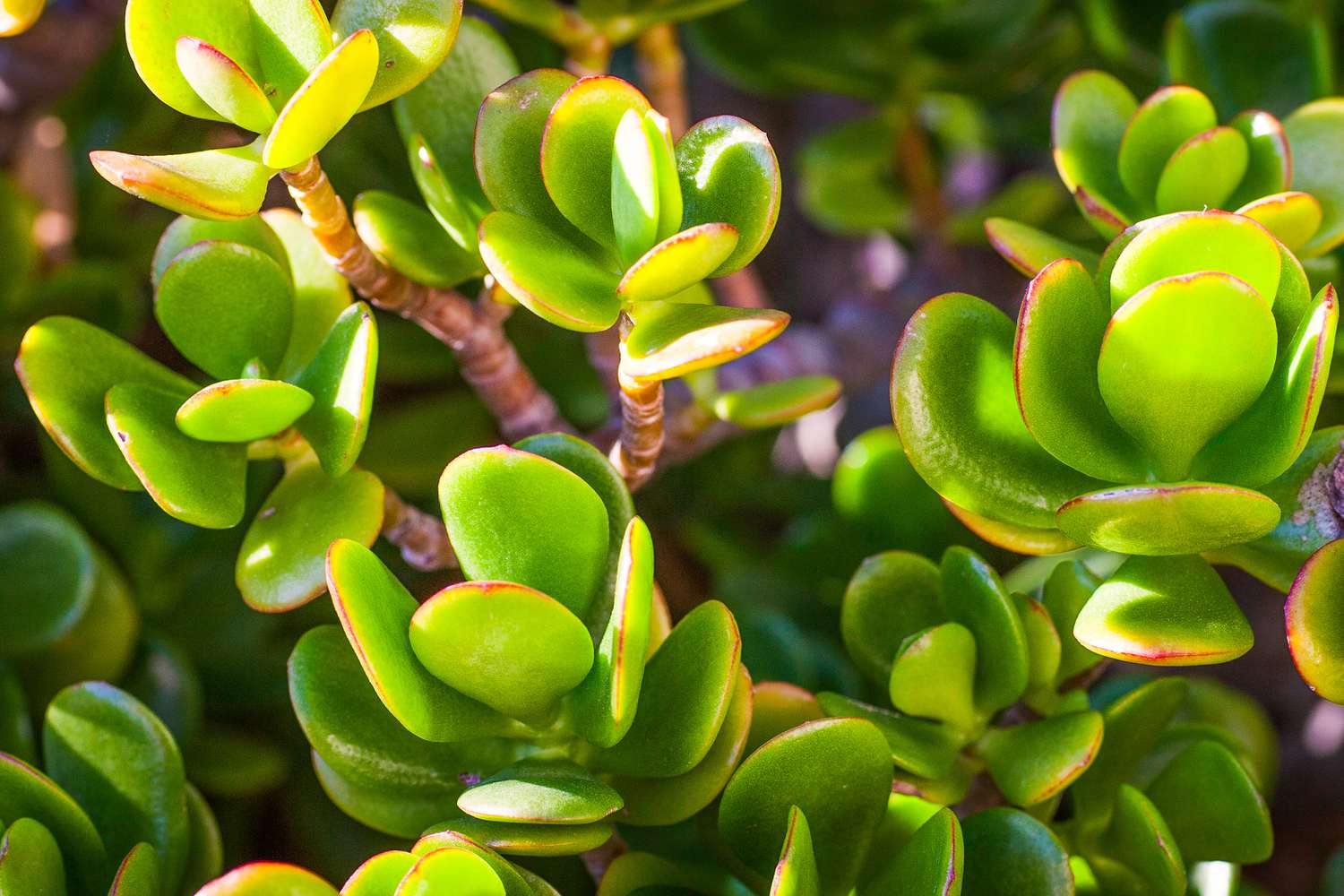 folhas de planta jade