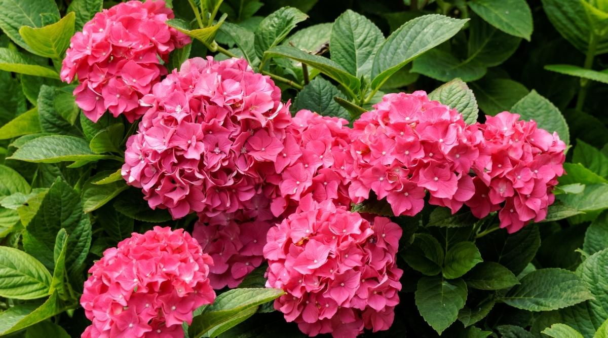 hortênsias cor-de-rosa