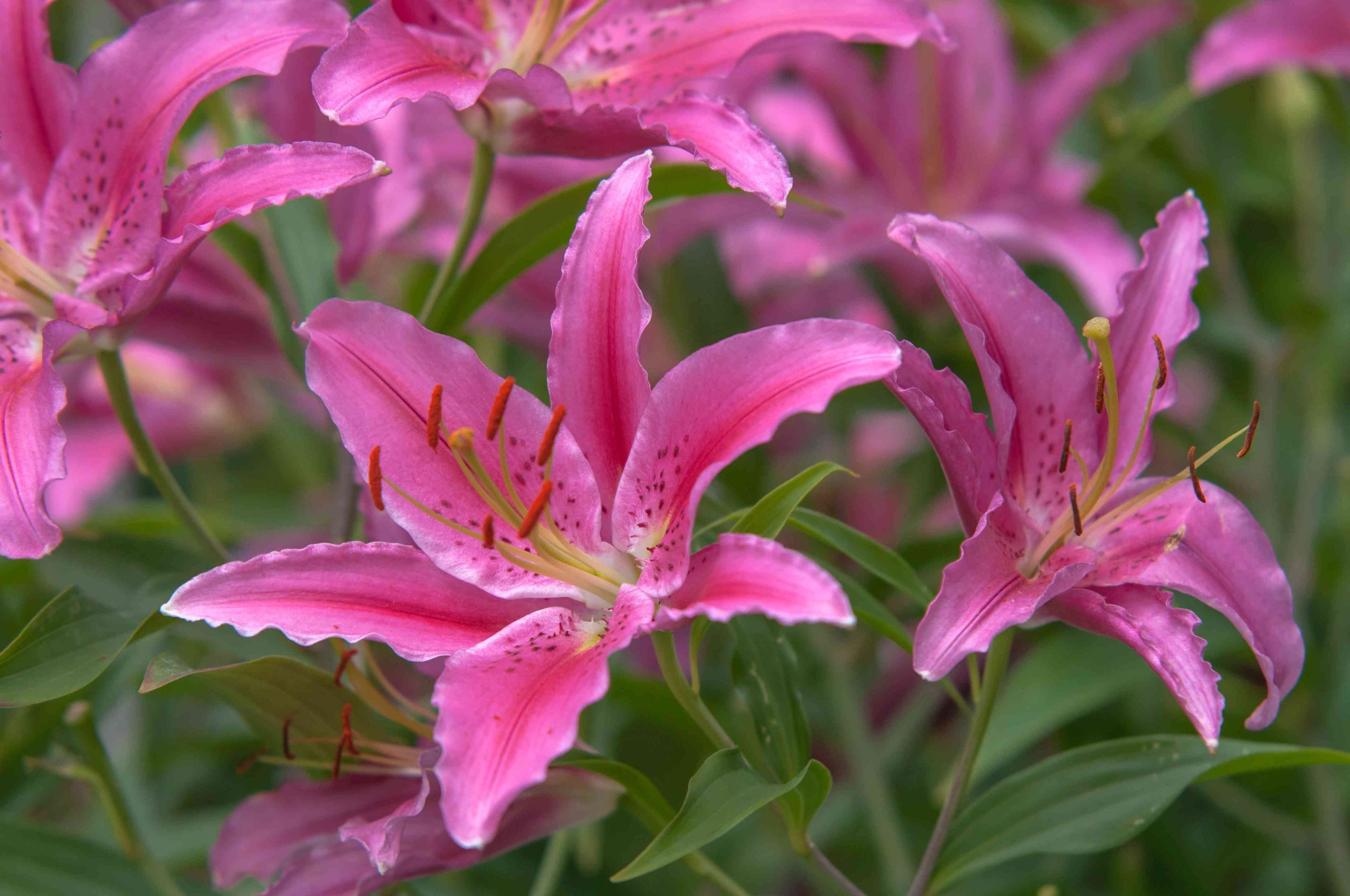 lírios cor-de-rosa