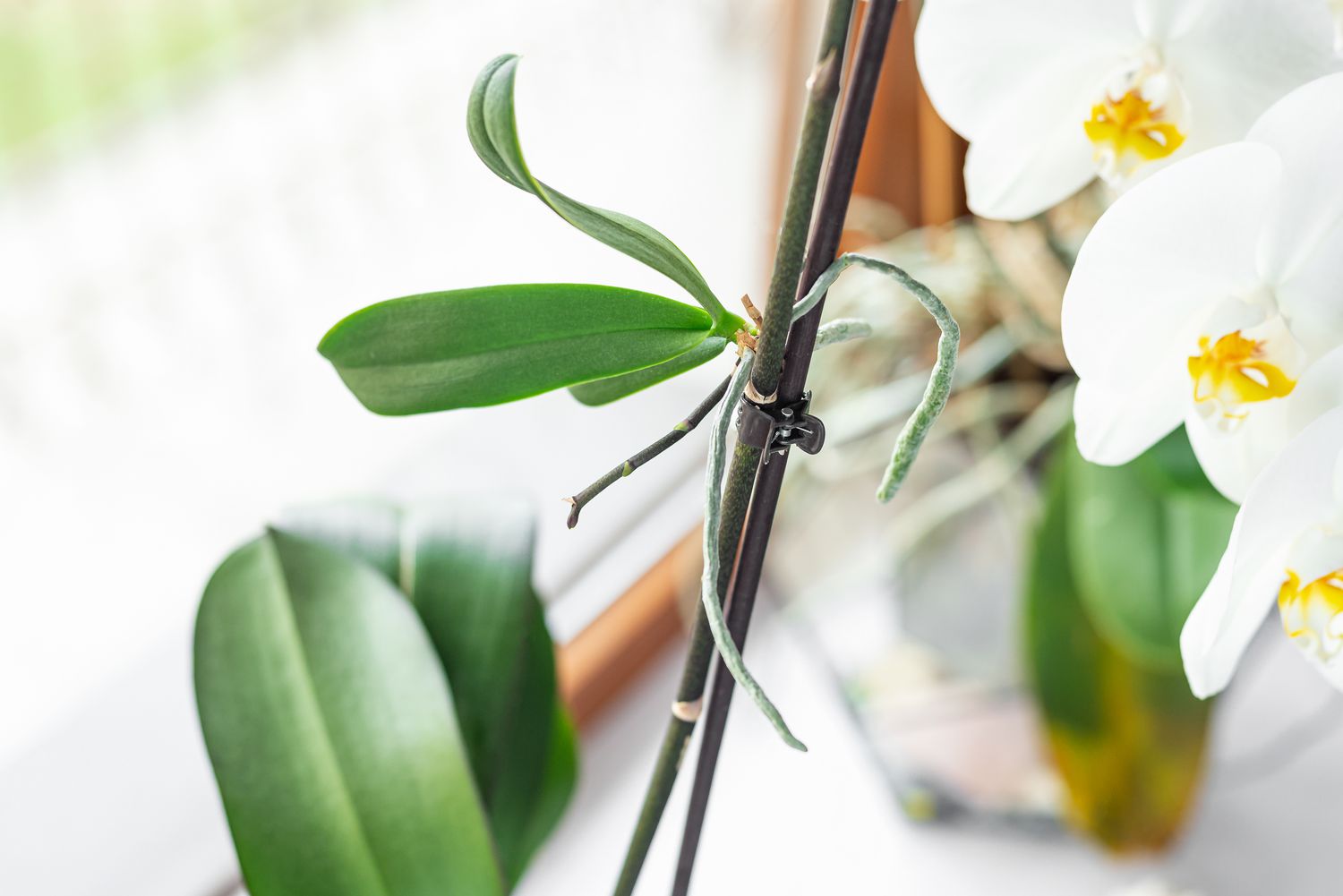 muda de orquídea por keiki