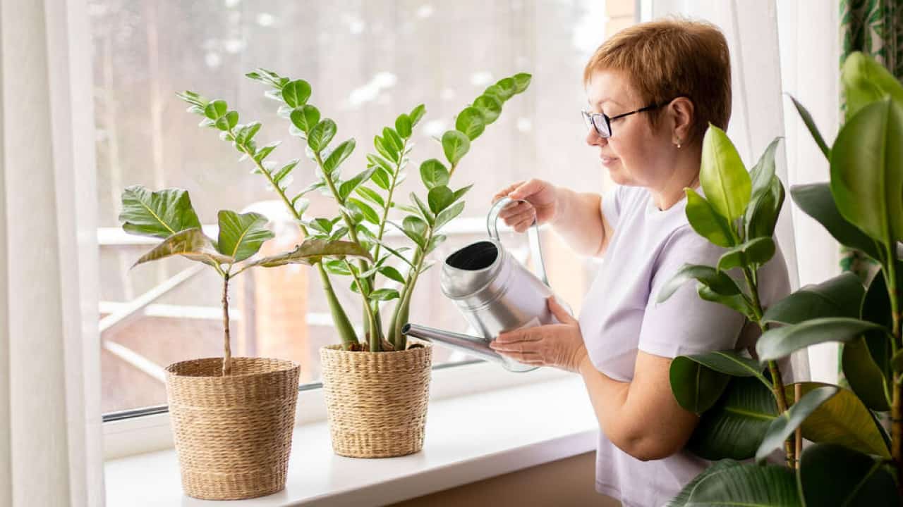 mulher regando vaso de zamioculca