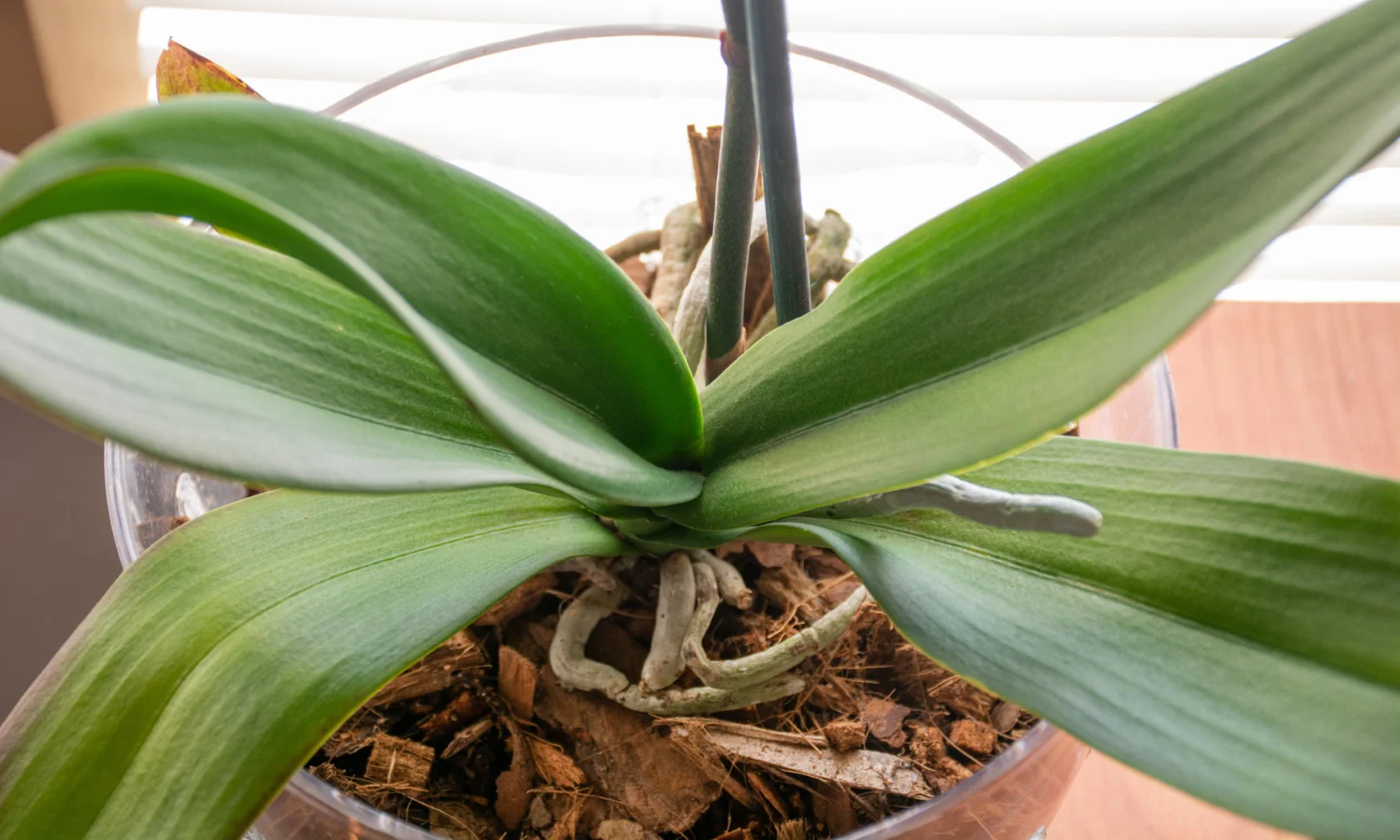 orquídea dormente