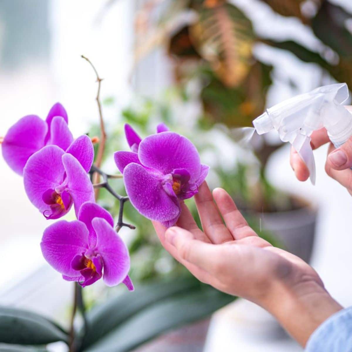 pessoa cuidando de orquídea