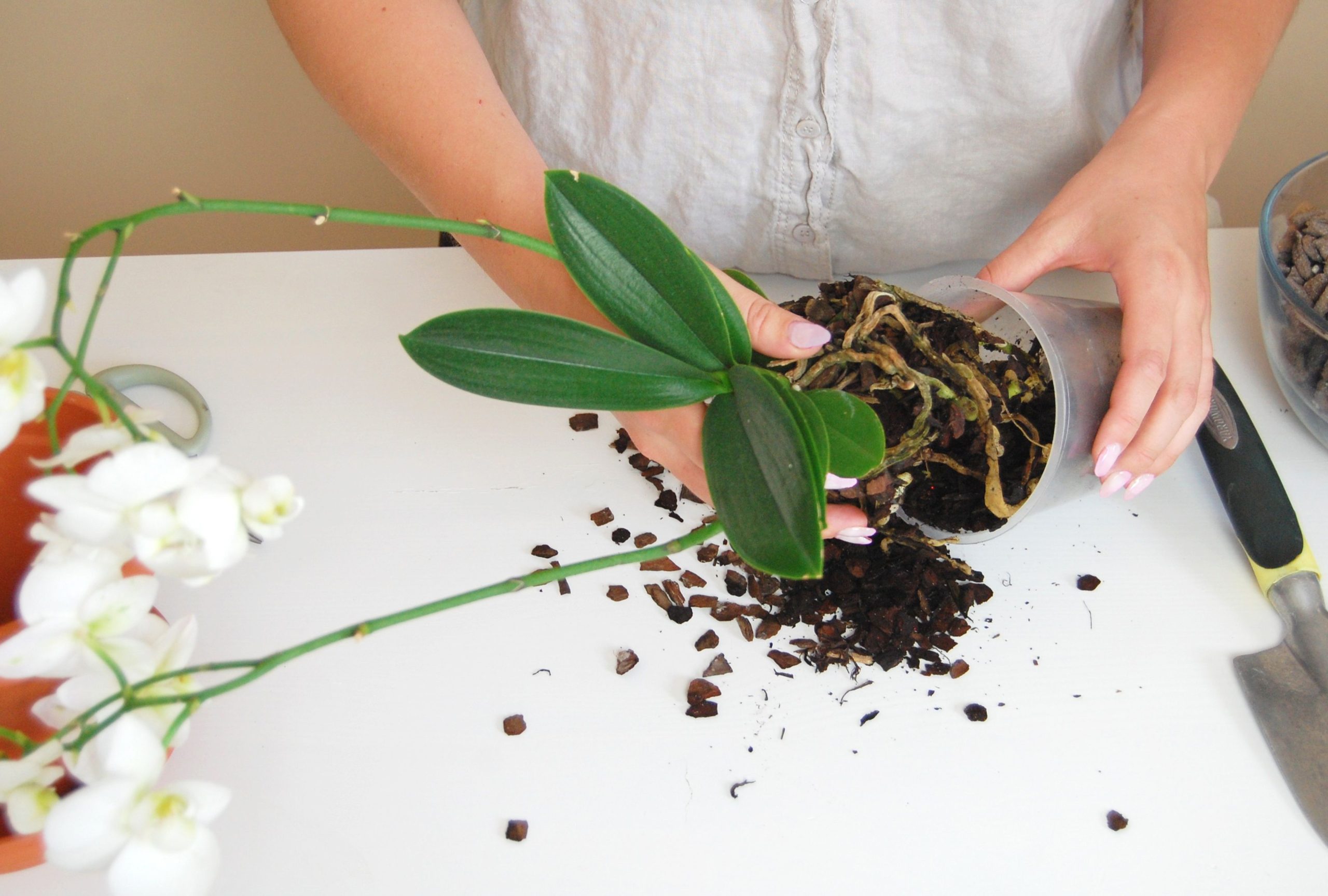 pessoa tirando orquídea de vaso