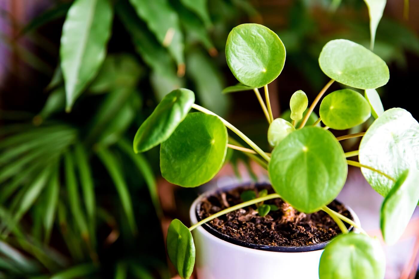 pilea-peperomioides-plantas que atraem dinheiro