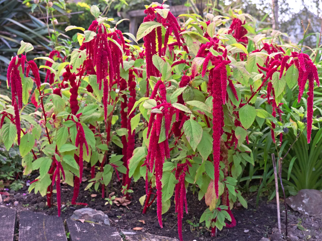 planta amaranto no jardim