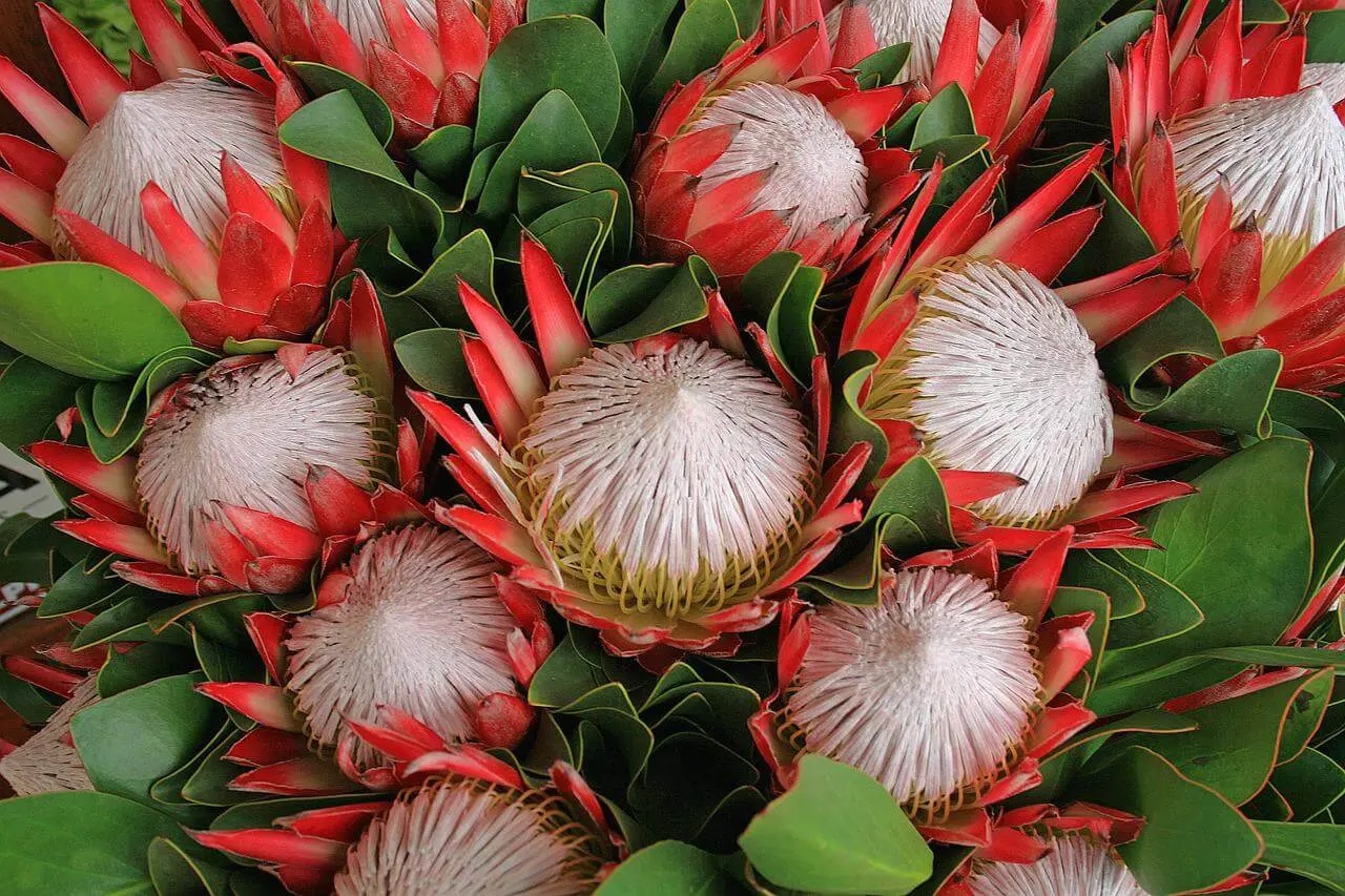 proteas