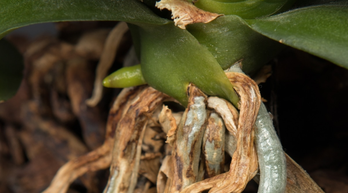 raízes de orquídea não saudáveis