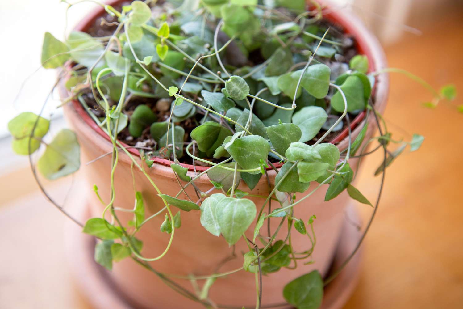 suculenta corações-emaranhado em vaso