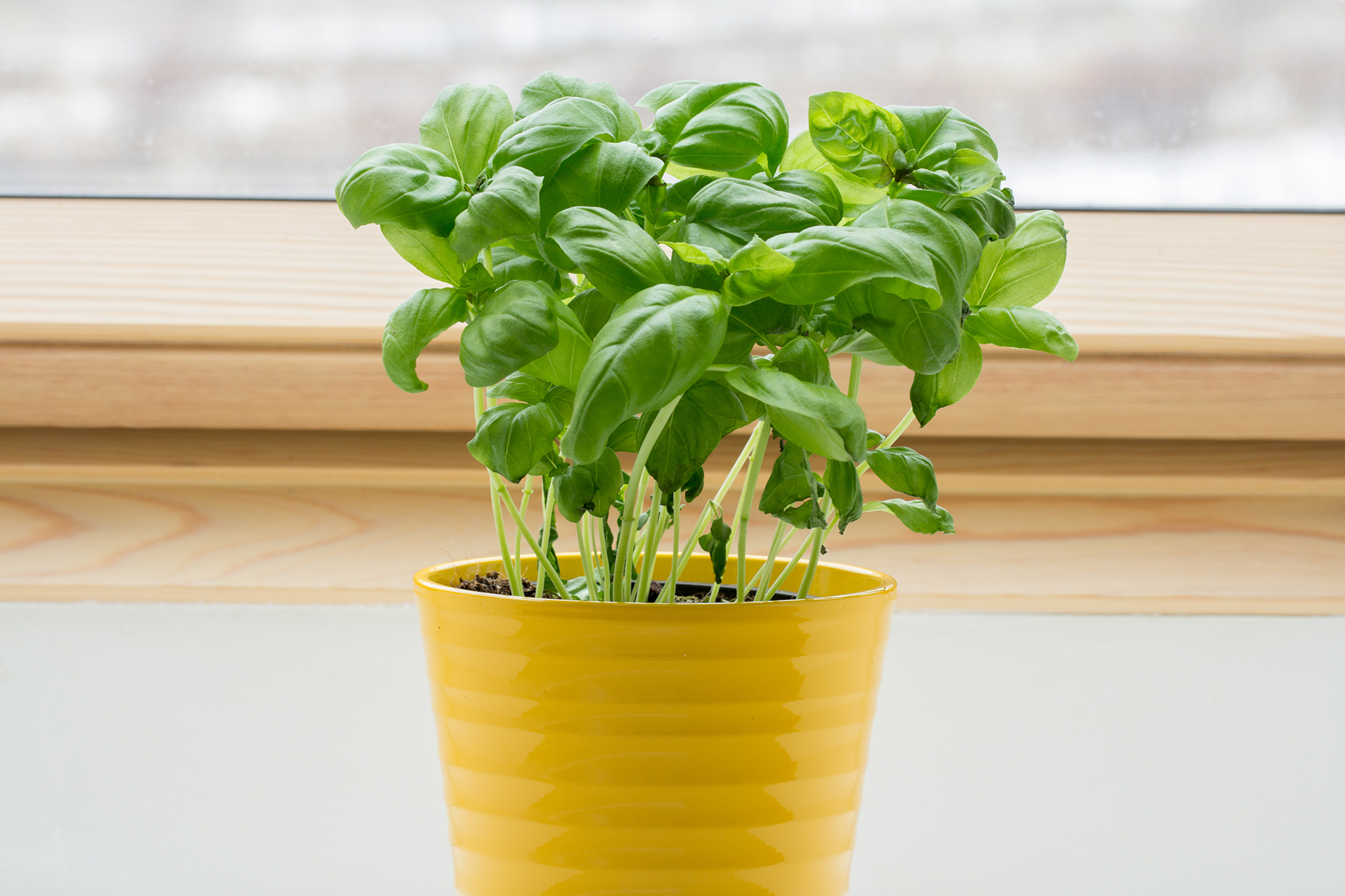 vaso-amarelo-com-manjericao plantas que atraem dinheiro