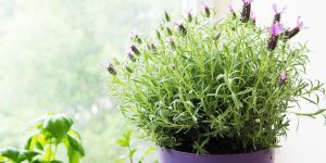 vaso com lavanda perto de janela