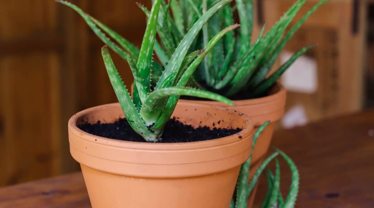 vasos com aloe vera