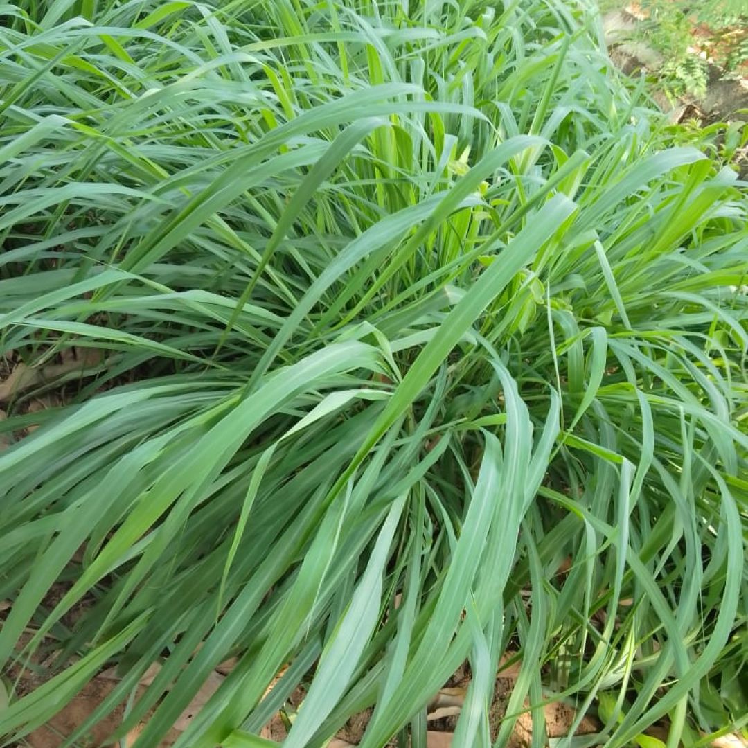 Planta Citronela (Imagem: Reprodução/ Fazendinha em Casa)