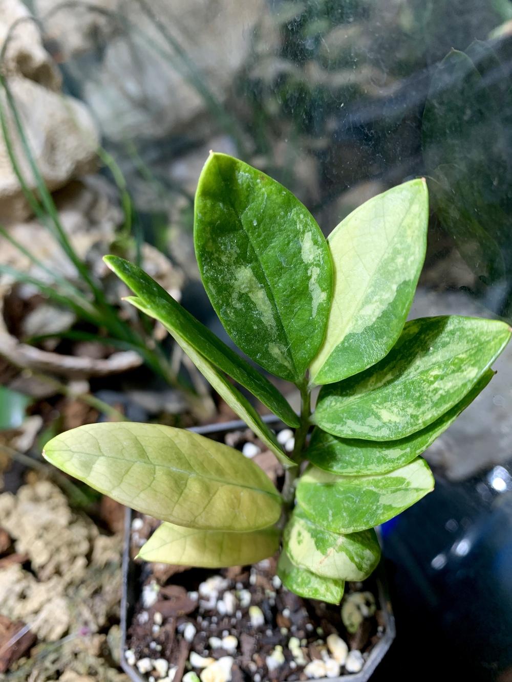 zamioculca 'Lucky White'