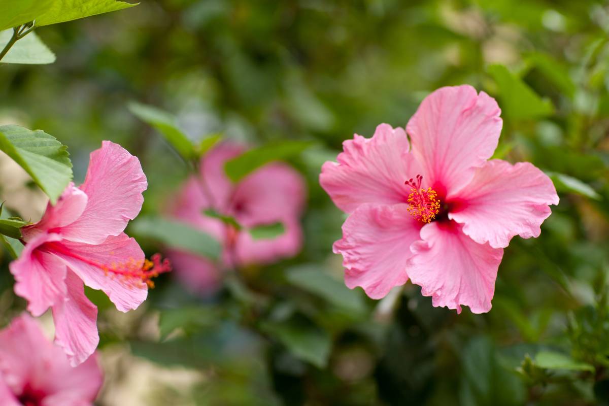 Como fazer muda de hibisco? Aprenda as técnicas CERTAS