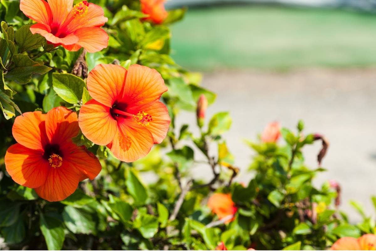 Como fazer muda de hibisco? Aprenda as técnicas CERTAS