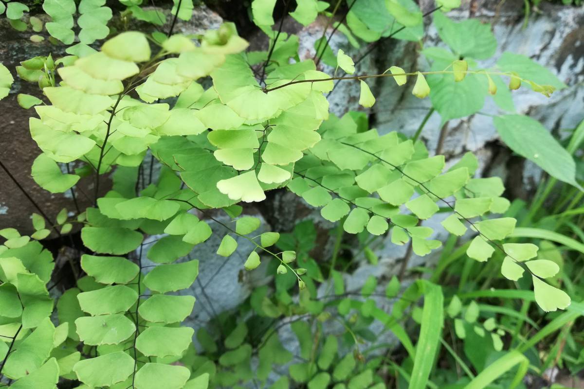 avenca planta - CazaModerna