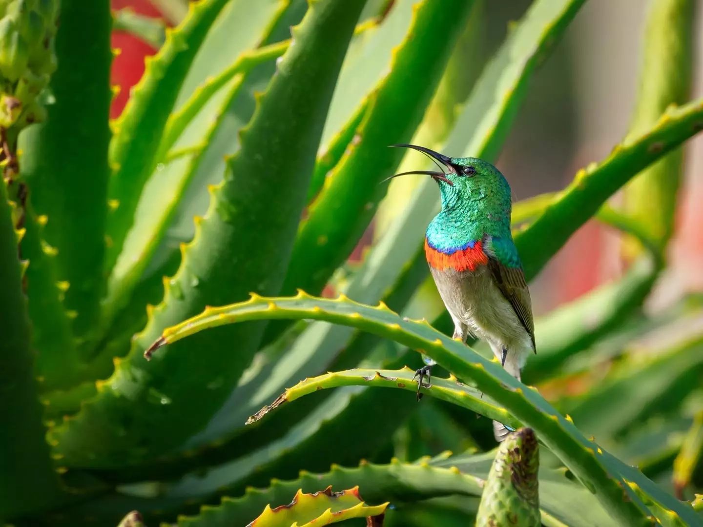 beija-flor descansando em aloe vera