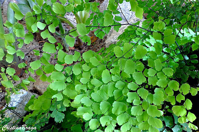 Como cultivar avenca? Conheça os detalhes para ter essa planta simbólica no lar