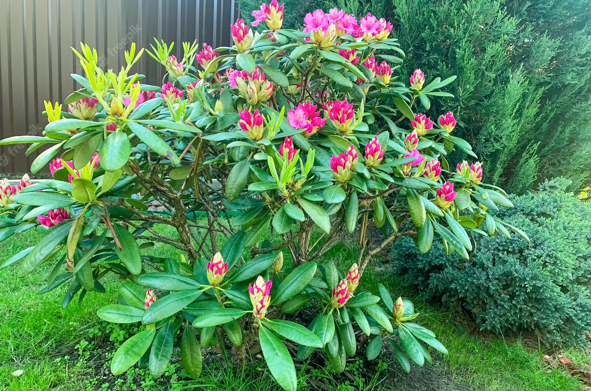 planta rododendro