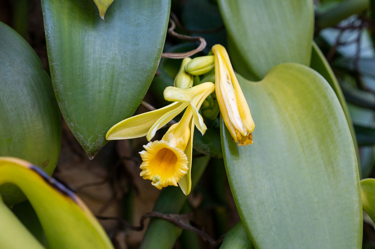 flor da orquídea baunilha