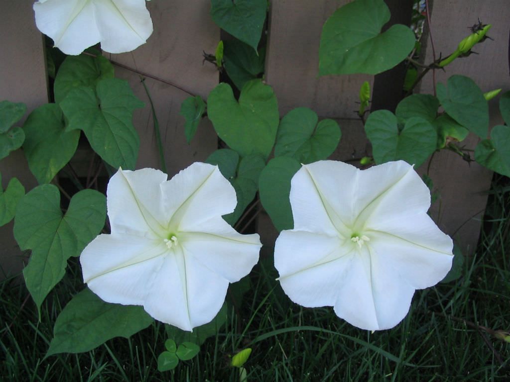 flores da dama-da-noite