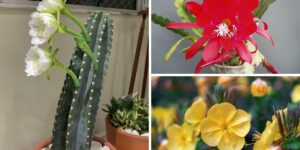 ideias de plantas que florescem à noite