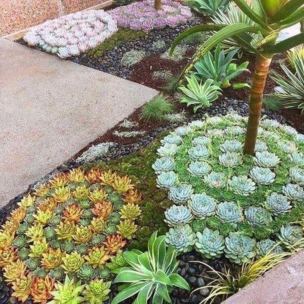 jardim decorado com suculentas