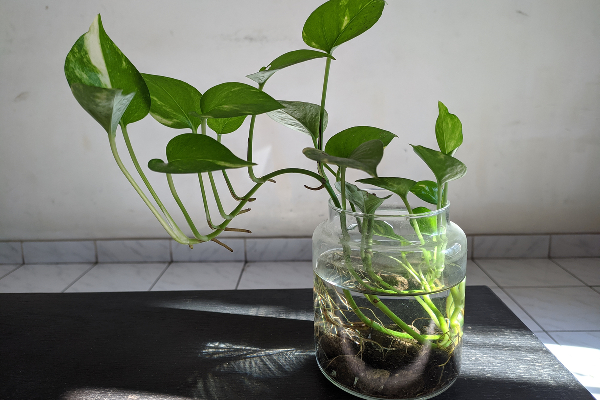 recipiente com água para cultivo de jiboia